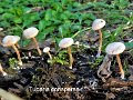 Tubaria conspersa-amf1910